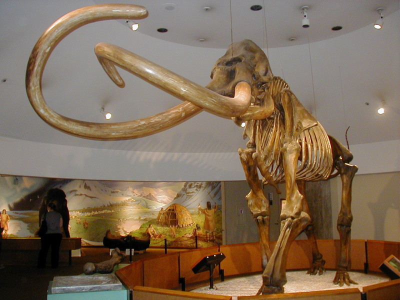 Mammoth at the George C. Page Museum Courtesy of WolfmanSF/Wikimedia Commons