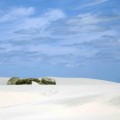 Dunes of South Padre Island, TX