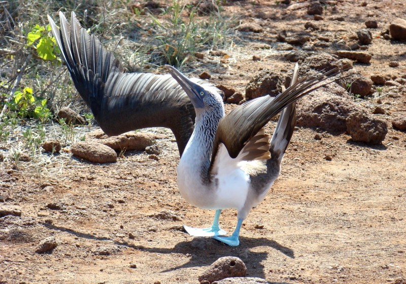 Blue-footed booby in the Galapagos.
