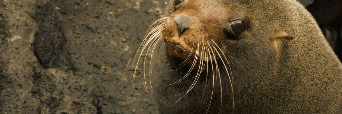 A sea lion baby on the Galapagos Islands.