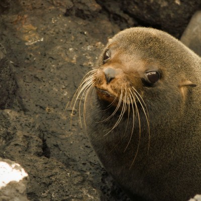 A sea lion baby on the Galapagos Islands.