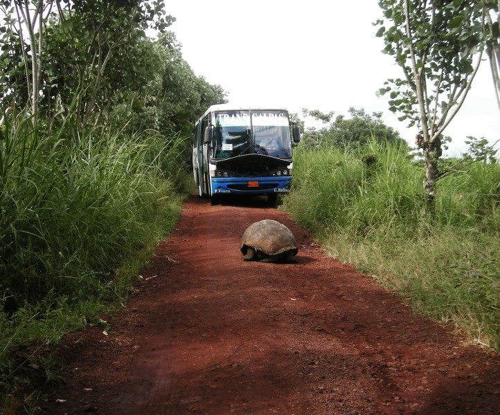 A Galapagos Island tour bus slows to let a tortoise pass.