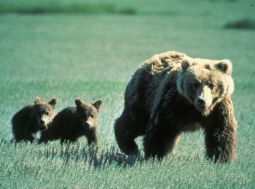 Hugh Glass killed a mother grizzly bare-handed