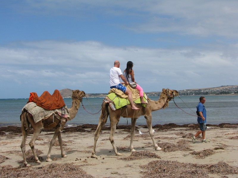 Australian camels