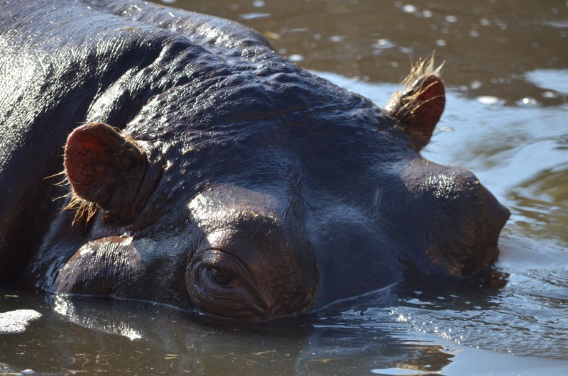 Drug lords and hippos? In Colombia, yes. 