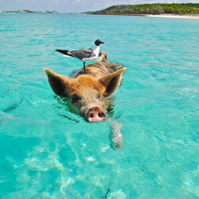 Swimming pigs in the Bahamas