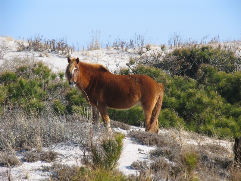 Feral horses in the US